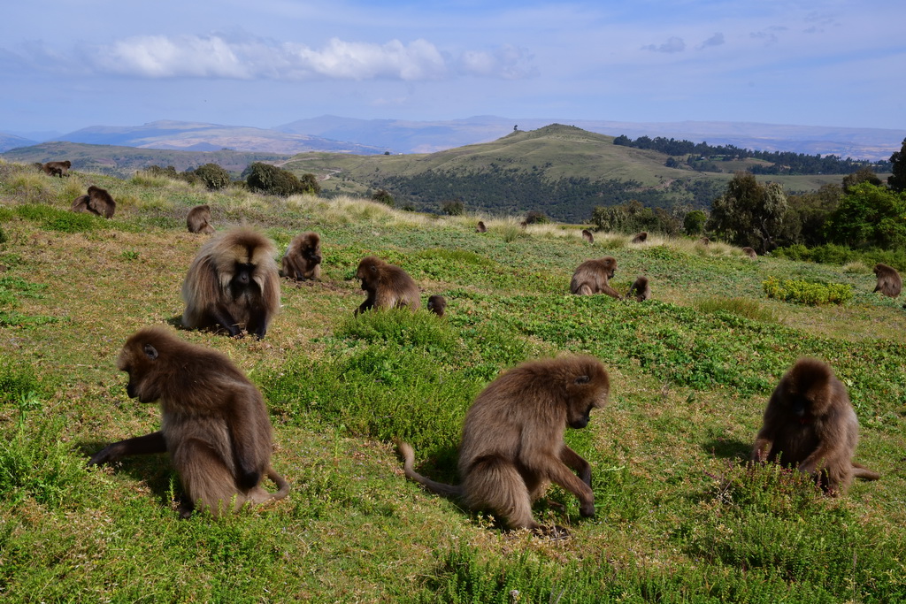 Simien Mountains N.P.